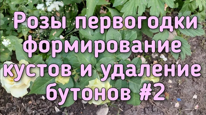 Розы первогодки - кустовые, флорибунда, плетистые Удаление бутонов, обрезка и формирование кустов.