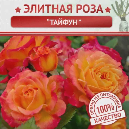 Роза спрей Тайфун